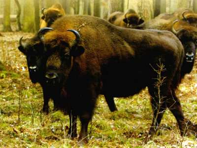 Belarus BISONS Zubr Belovezhskaya Pushcha